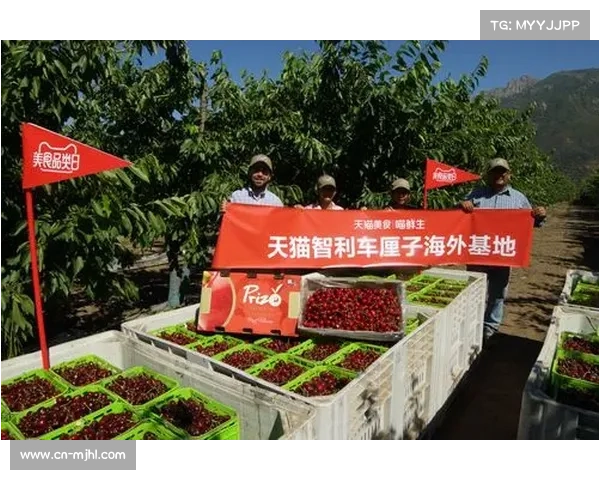 智利为2026世界杯球队餐饮增设车厘子专机助力农业出口增长